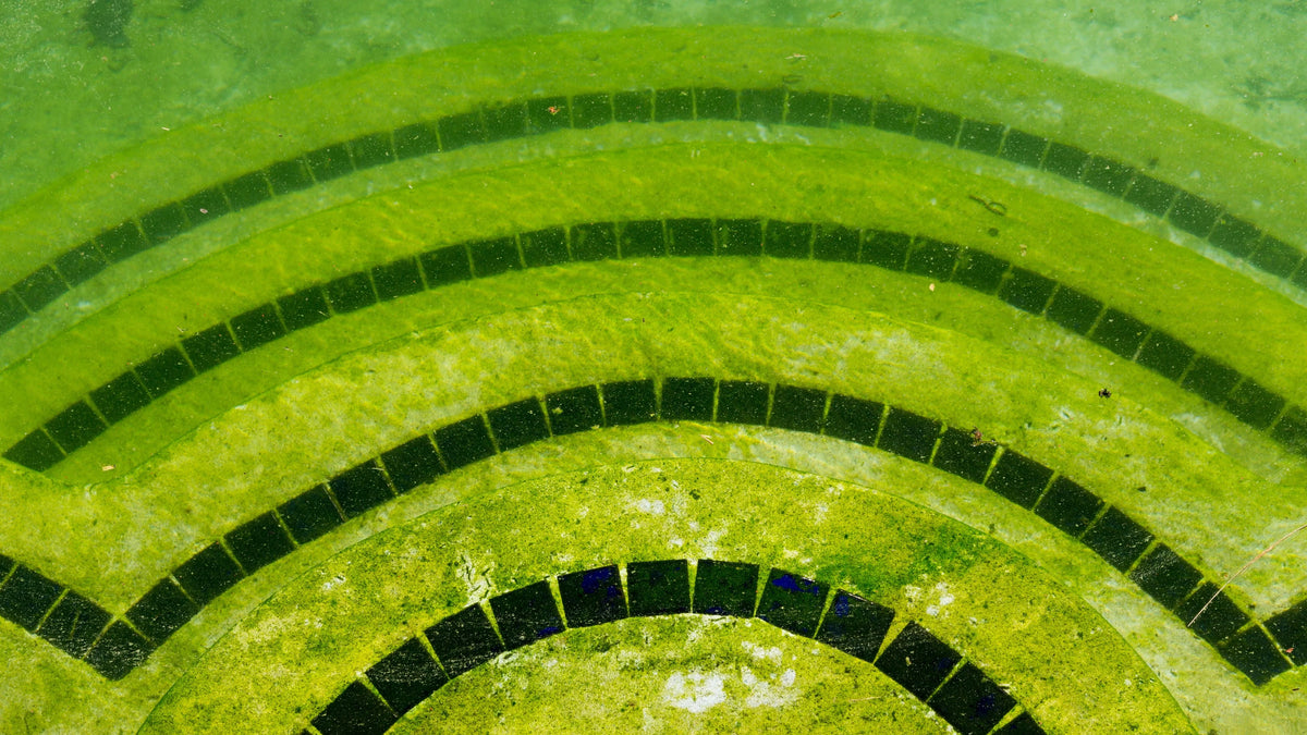 How to get rid of Mustard Algae in Swimming Pools