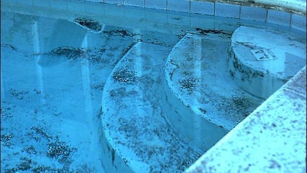 How to Get Rid of Black Algae in your Swimming Pool - United Chemical