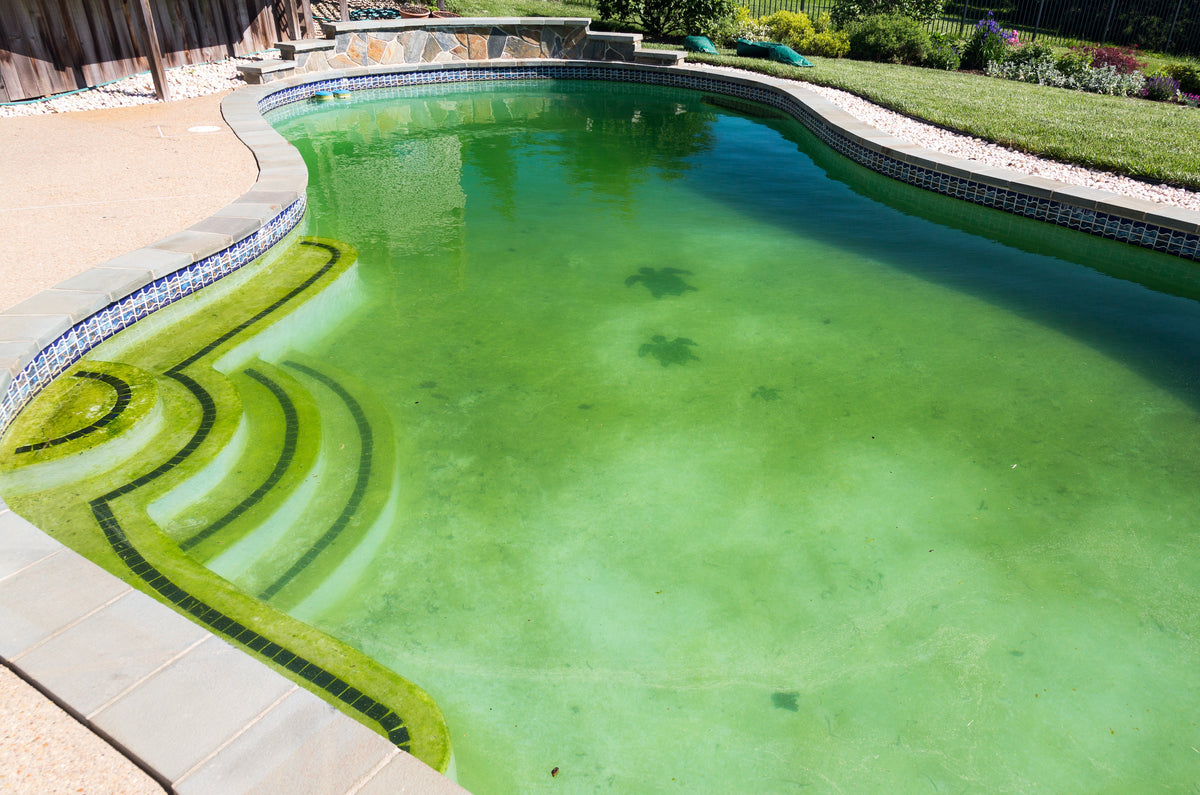 The Zombie Algae: Why Mustard Algae Survives Your Shock - United Chemical